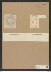 Asteromphalus moronensis (Grev.) Rattr. (de-Toni-Nr.: Genus 236, Species 5689) Zeichnungen Sammlung Grunow Nr. 9688 (NHMW-BOT-W0379627)